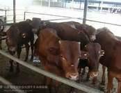 養(yǎng)殖肉牛價(jià)格實(shí)惠