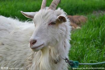 山羊的飼養(yǎng)管理要點圖片