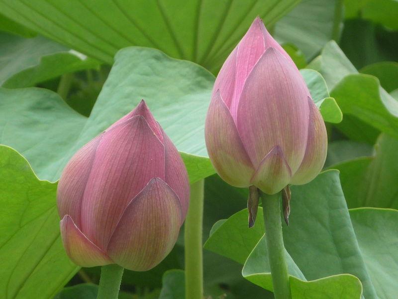 白洋淀水生植物荷花荷花苗图片