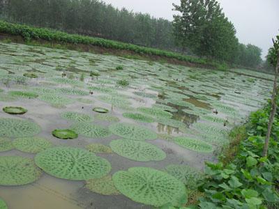 供应芡实，白洋淀芡实，优质芡实，芡实栽培，