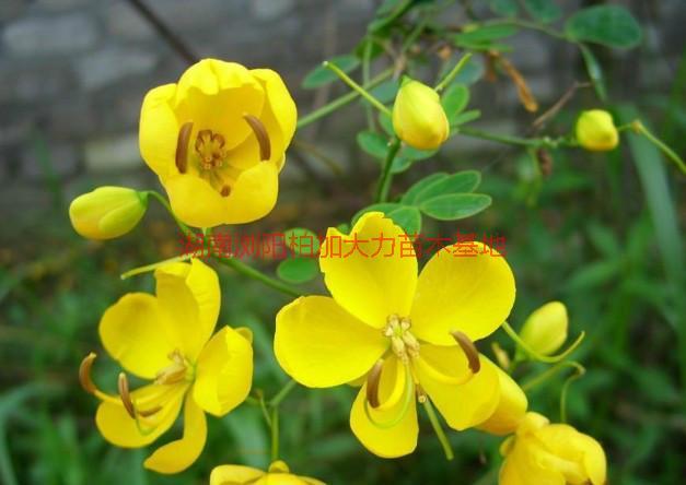 長沙黃花槐圖片