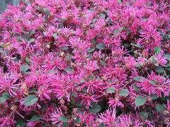 供應(yīng)紅花繼木