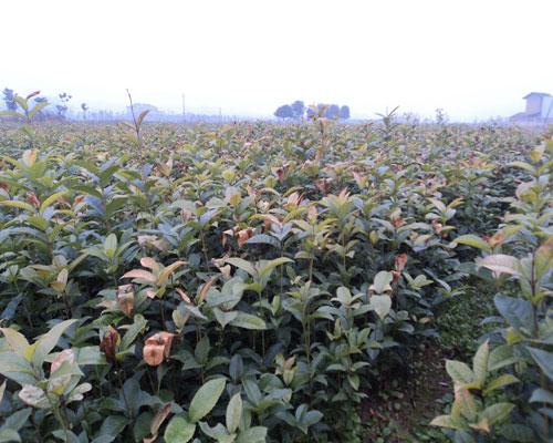 各類桂花條圖片/各類桂花條樣板圖 (3)