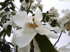 供應(yīng)深山含笑