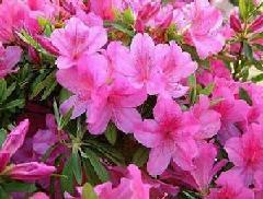 供應(yīng)瀏陽(yáng)春鵑