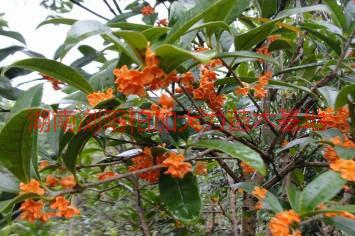 供應(yīng)丹桂產(chǎn)地價，湖南丹桂產(chǎn)地價，丹桂產(chǎn)地價*