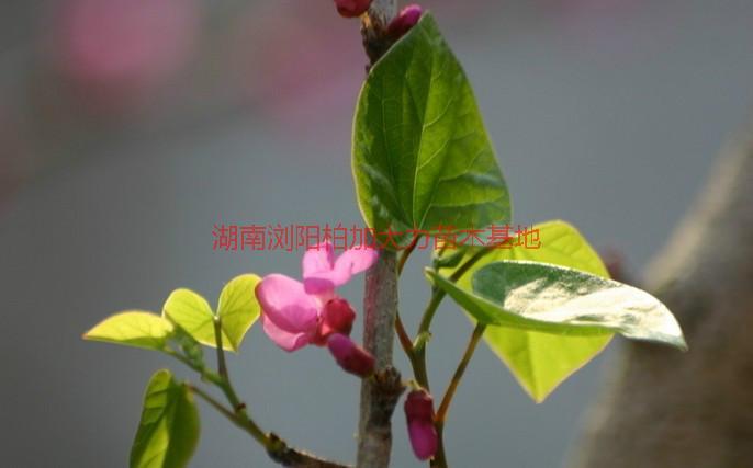 長沙紫薇圖片/長沙紫薇樣板圖 (2)