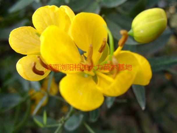 黃花槐種植園圖片