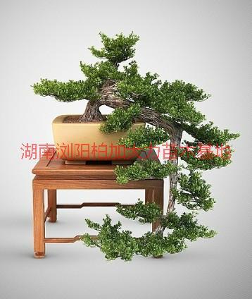 供應(yīng)盆景產(chǎn)地價，盆景產(chǎn)地價便宜嗎/盆景產(chǎn)地價*