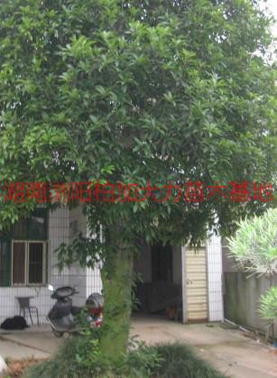 供應八月桂批發(fā)價格，湖南八月桂批發(fā)價格，長沙八月桂批發(fā)價格