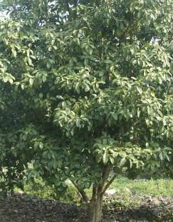 供應(yīng)湖南四季桂種植基地，湖南四季桂種植基地地址