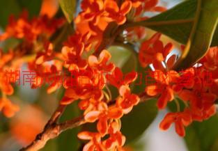 供應(yīng)丹桂產(chǎn)地價，湖南丹桂產(chǎn)地價，丹桂產(chǎn)地價*