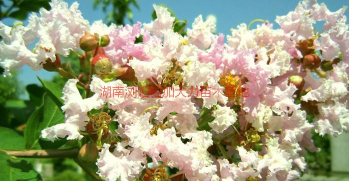長沙紫薇圖片/長沙紫薇樣板圖 (4)