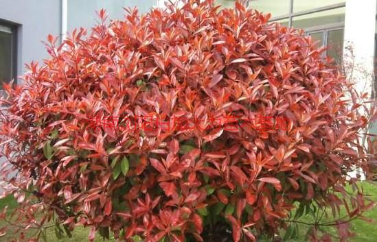 紅葉石楠批發(fā)價格圖片