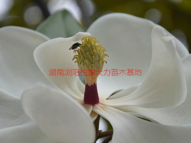 供應(yīng)長沙廣玉蘭產(chǎn)地價