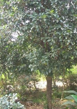 供應(yīng)四季桂種植，四季桂種植商，四季桂種植專業(yè)戶