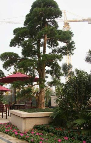 羅漢松產(chǎn)地價圖片