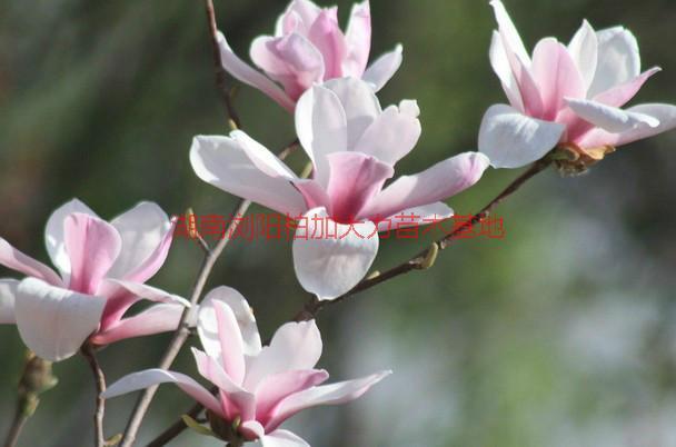 供應(yīng)廣玉蘭苗