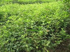 供應(yīng)八月桂·丹桂·四季桂·小苗