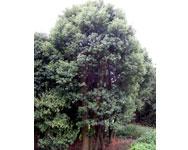 供應(yīng)香樟樹價格，香樟樹廠家，湖南*苗木報價