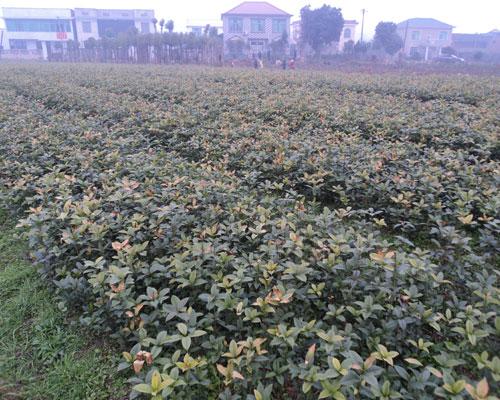 供應(yīng)各類扦插小苗