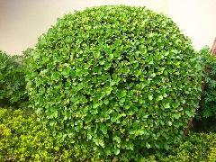 供應(yīng)各類苗木球規(guī)格不等