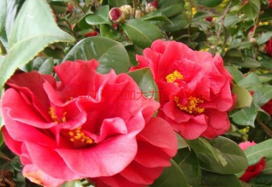 茶花圖片/茶花樣板圖 (4)