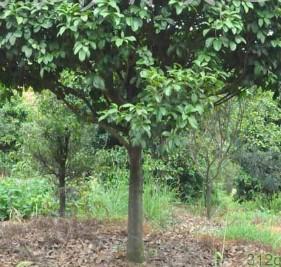 供應(yīng)湖南四季桂的價(jià)格，湖南四季桂的*惠，湖南四季桂的價(jià)格便宜