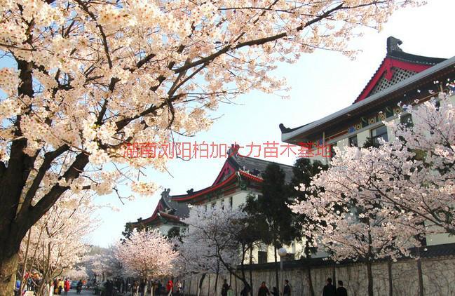 湖南櫻花批發(fā)價(jià)格圖片