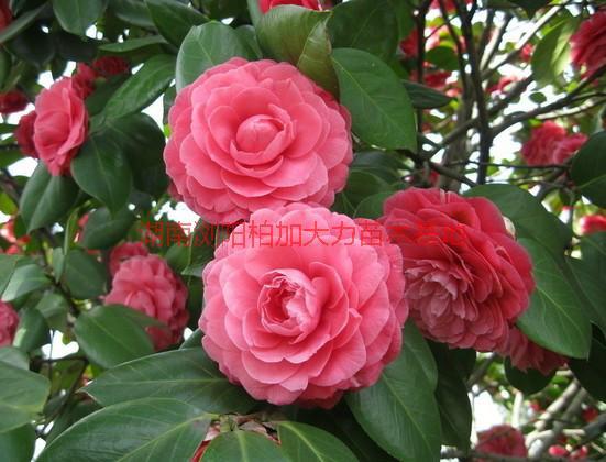 茶花圖片/茶花樣板圖 (2)
