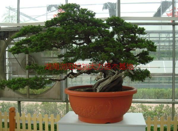 供應(yīng)盆景產(chǎn)地價，盆景產(chǎn)地價便宜嗎/盆景產(chǎn)地價*