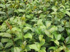 供應(yīng)扦插大葉茶花苗