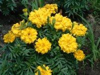 供應(yīng)麥冬草