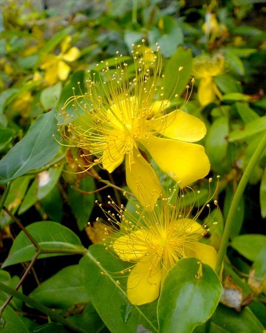 供應(yīng)綠化小苗批發(fā)