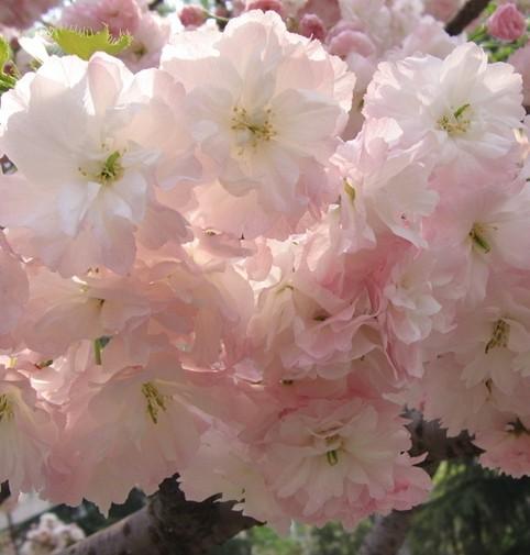供應(yīng)櫻花