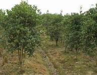 湖南四季桂批發(fā)價錢圖片