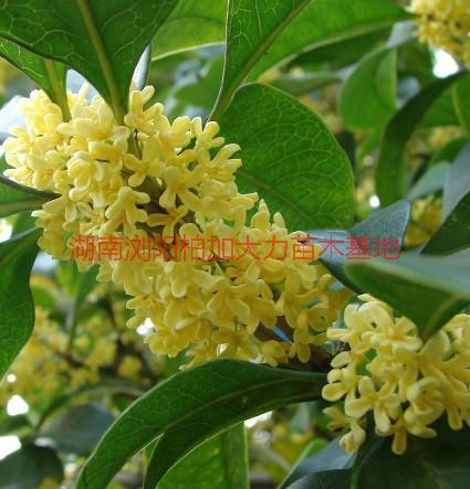 湖南八月桂種植地圖片/湖南八月桂種植地樣板圖 (2)
