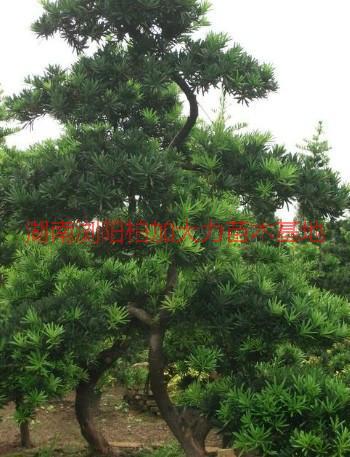 長沙羅漢松圖片/長沙羅漢松樣板圖 (2)