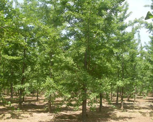 瀏陽(yáng)銀杏圖片