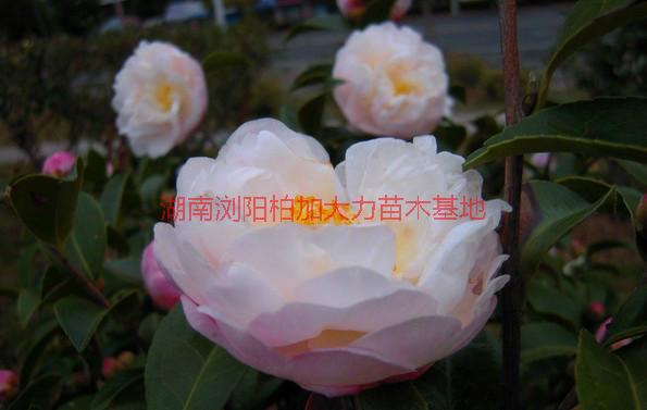 茶梅供應圖片/茶梅供應樣板圖 (3)