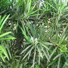 瀏陽(yáng)羅漢松圖片/瀏陽(yáng)羅漢松樣板圖 (2)