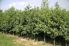 供應(yīng)深山含笑