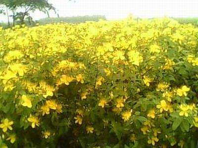 綠化小苗批發(fā)圖片