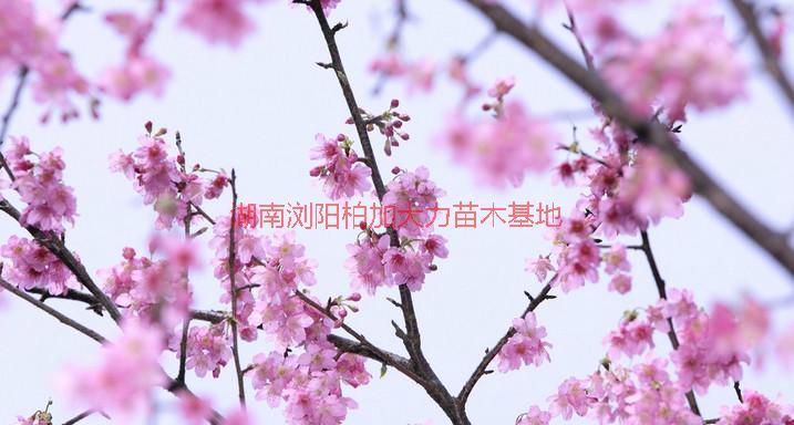 湖南櫻花種植基地圖片/湖南櫻花種植基地樣板圖 (2)