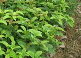 供應(yīng)湖南四季桂種植基地，湖南四季桂種植基地地址