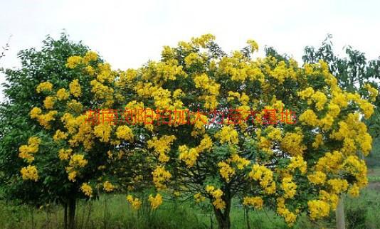 長沙黃花槐批發(fā)價格圖片