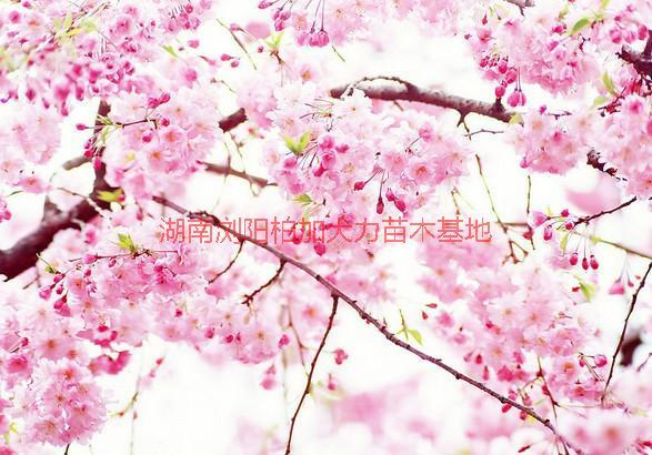 湖南櫻花價(jià)格圖片