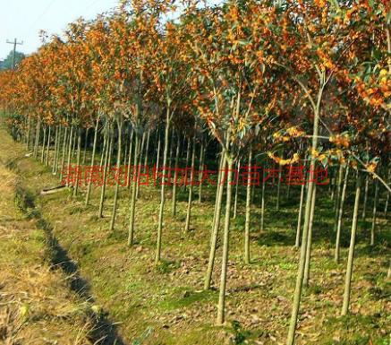 湖南四季桂圖片