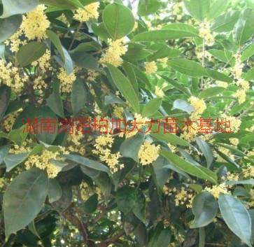 供應(yīng)湖南四季桂的價(jià)格，湖南四季桂的*惠，湖南四季桂的價(jià)格便宜