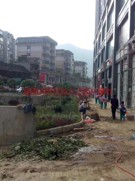 工程小苗圖片/工程小苗樣板圖 (4)